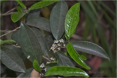 Ilex wightiana